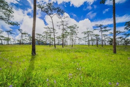 Fresh Green grass with pine forest