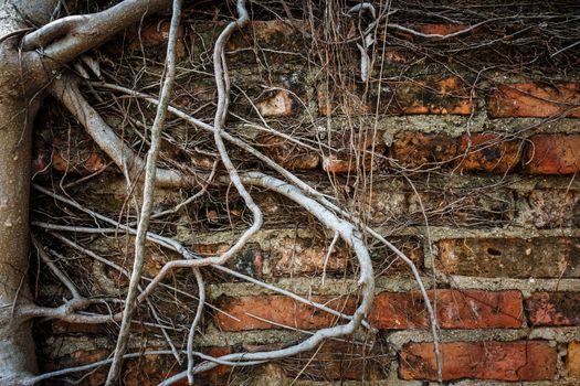 Old wall and root of tree (vignette style)