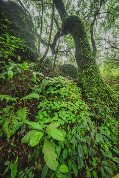 Large tree and ferns in lush tropical jungle