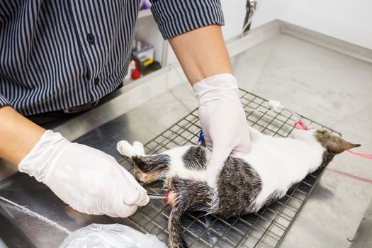 Veterinarian hold forcep and remove feces (enema) of kitten(constipation) in veterinary hospital ,Thailand