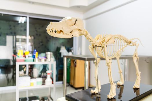 Dog skeleton model in veterinary hospital