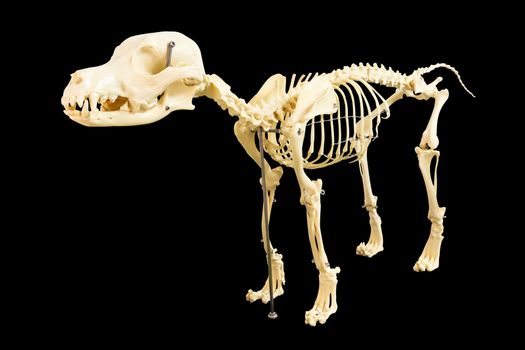 Dog skeleton model on white blackground