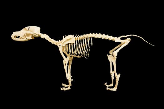 Dog skeleton model on black background