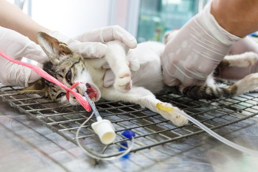 Cat was operated on operate table by veterinarian in Thailand