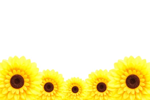 Sunflower at lower border