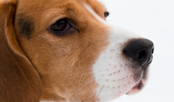 Portrait of a Beagle on snow background.