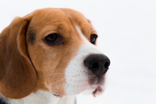 Portrait of a Beagle on snow background.