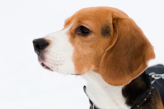 Portrait of a Beagle on snow background.