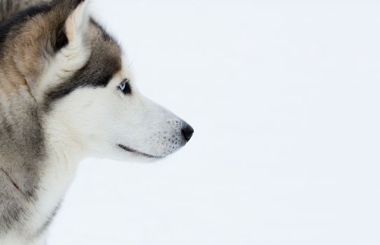 Portrait of a Siberian Husky on snow background.