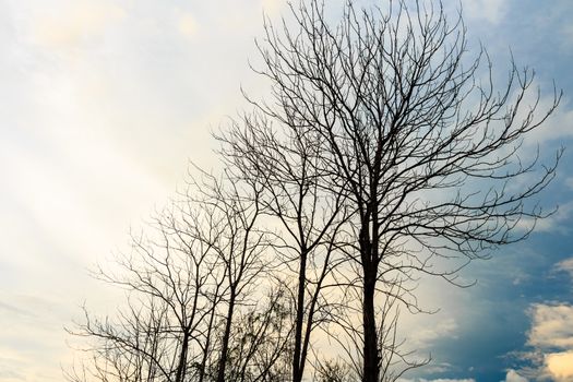 Dry tree