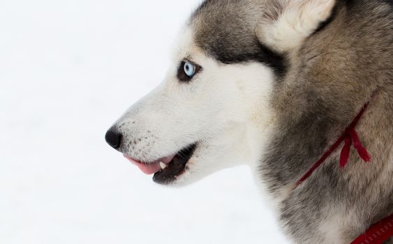 Portrait of a Siberian Husky on snow background.