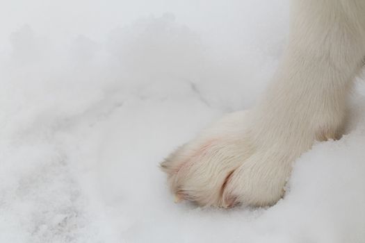 Paw of Siberian Husky in the snow.