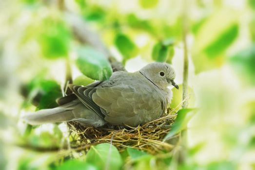 dove, bird in the family nest, home