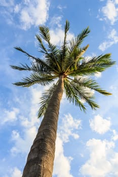 Coconut palm and cloudy blue sky on beach at Trang ,Thailand