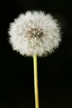 Detail of past bloom dandelion on black blur background.