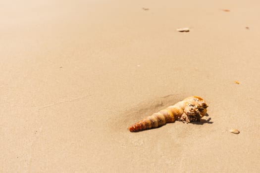 a turbinate on beach at Trang ,Thailand