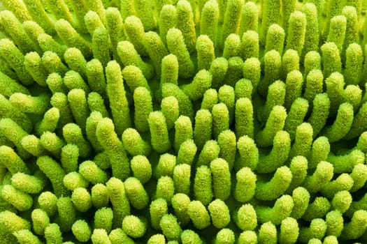 Yellow mat texture look like anemone