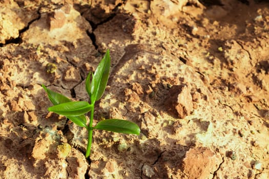 The sprout survive on cracked ground in arid environment