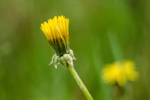 Detail of closed yellow dandelion bloom isolated on blur green background.