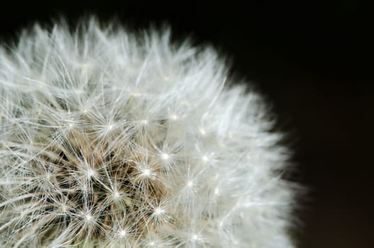 Detail of past bloom dandelion isolated on black background.