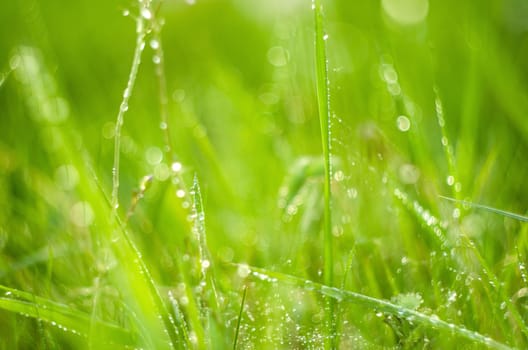 Detail of grass with dew in sunrise soft sunlight.