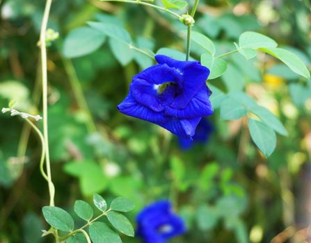 Dark blue Butterfly Pea in full bloom on the tree.                               