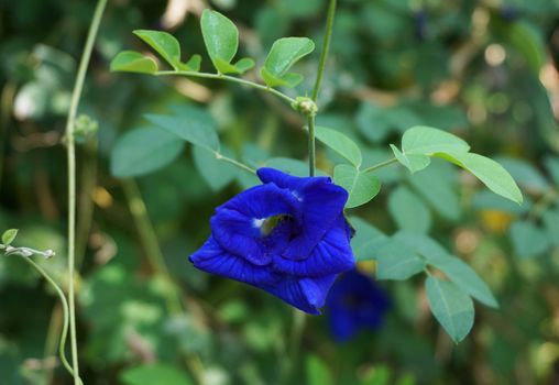 Dark blue Butterfly Pea in full bloom on the tree.                         