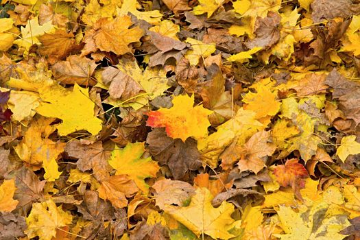 Photo shows a closeup of various colorful autumn leaves.