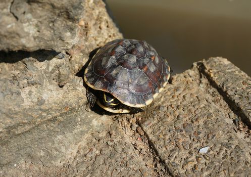 A small turtle basking on land at the edge of the pool.                               