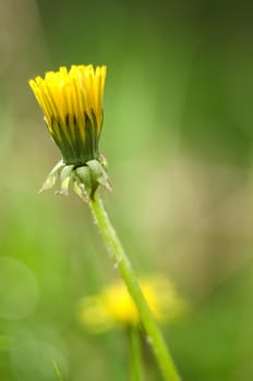 Detail of closed yellow dandelion bloom isolated on blur green background.