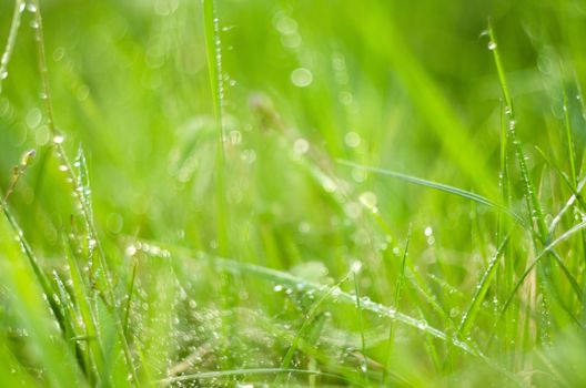 Detail of grass with dew in sunrise soft sunlight.