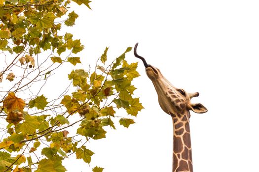 the statue of giraffe is eating maple on white sky (Isolated)