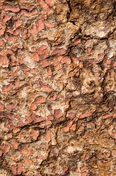 Old chappy surface of painted wooden doors.