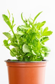 Grown seedling in the green flowerpot isolated on white background.