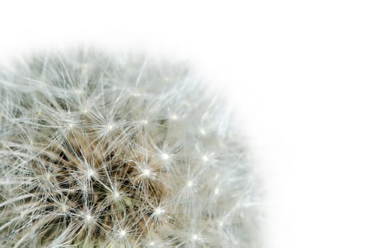 Detail of past bloom dandelion isolated on white background.