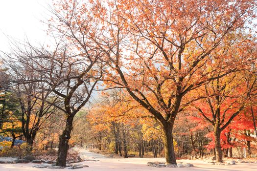 Colorful trees and pathway at Seoraksan National Park in autumn ,South Korea