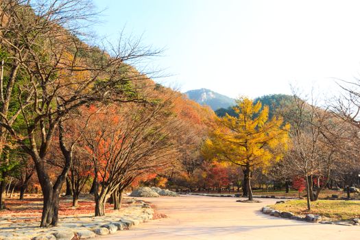 colorful trees in autumn and blue sky at Seoraksan National Park ,South Korea