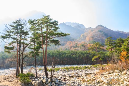 colorful trees and overlap mountain and sunlight at Seoraksan national park in autumn ,South Korea