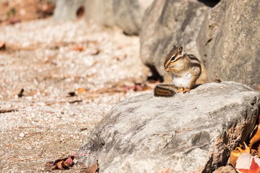 squirrel is eating something on stone at Seoraksan national park , South Korea