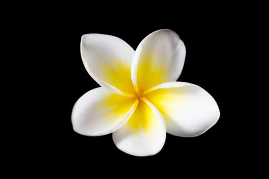 The single plumeria on black background (Isolated)