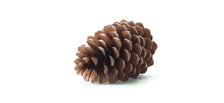 Pine cone on a white background