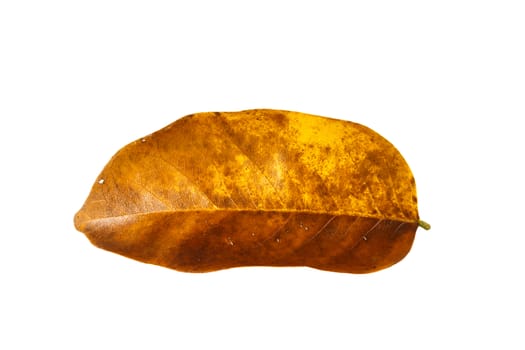 brown & yellow dry leaf on white background