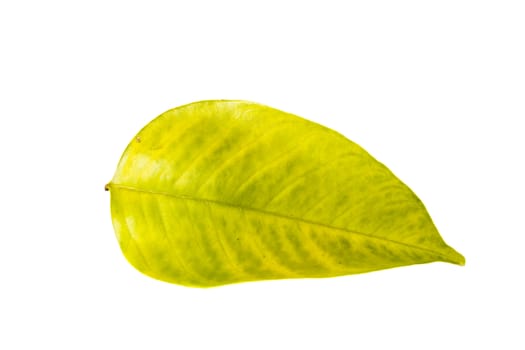 fresh green color leaf on white background