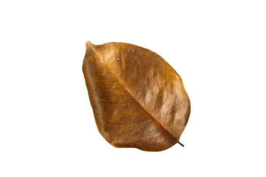 Dry brown leaf bend on white background