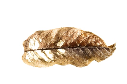 lacerated dry brown leaf on white background