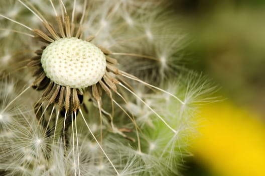 Detail of past bloom dandelion isolated on blur background.