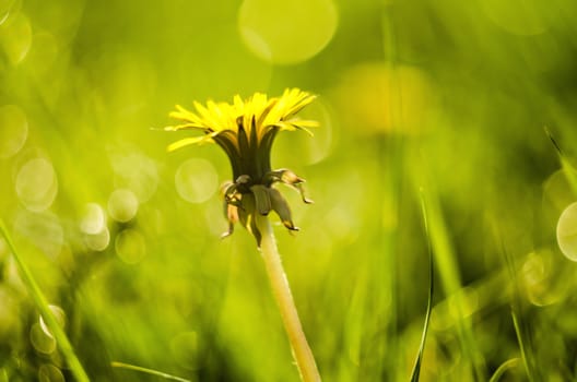 Detail of closed yellow dandelion bloom isolated on blur green background.