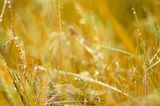 Detail of grass with dew in sunrise soft sunlight.