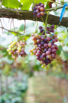 Grape in gatden at Monjam , Chiangmai ,Thailand