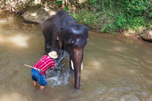 Thai elephant was take a bath with mahout (elephant driver , elephant keeper )in Maesa elephant camp , Chiang Mai , Thailand